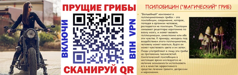площадка официальный сайт  Шацк  Галлюциногенные грибы Psilocybe 